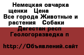 Немецкая овчарка щенки › Цена ­ 20 000 - Все города Животные и растения » Собаки   . Дагестан респ.,Геологоразведка п.